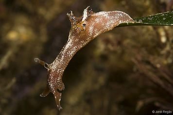 Aplysia punctata