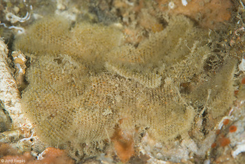 Beania magellanica