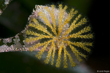 Bugulina calathus