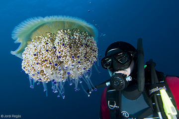 s una medusa que puede alcanzar tamaos bastante grandes