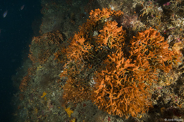 Gran coonia de Pentapora fascialis