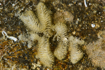 Tubulipora plumosa