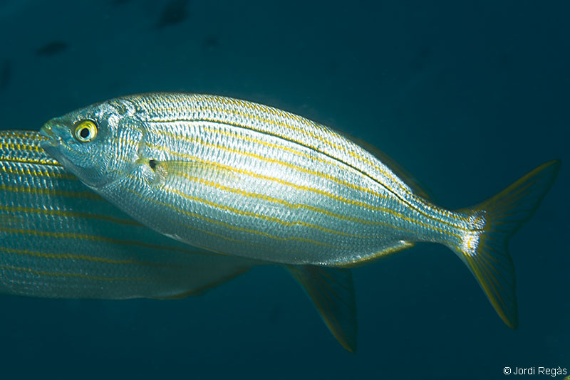 Club de Inmersión Biología :: 21. Peces óseos, Sarpa salpa