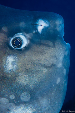 Club d'Immersió Biologia :: 21. Peixos ossis, Mola mola