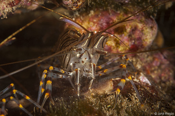 Club de Inmersión Biología :: 16. Crustáceos, Palaemon elegans